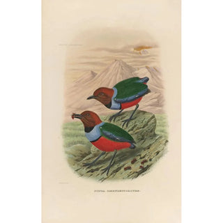 Daniel Giraud Elliot - A monograph of the Pittid or family of antthrushes Pl32.webp