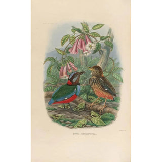 Daniel Giraud Elliot - A monograph of the Pittid or family of antthrushes Pl33.webp
