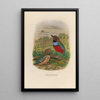 Daniel Giraud Elliot - A monograph of the Pittid or family of antthrushes Pl34.webp