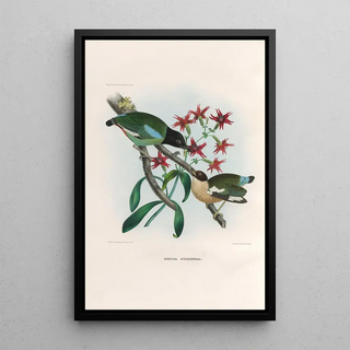 Daniel Giraud Elliot - A monograph of the Pittid or family of antthrushes Pl40.webp