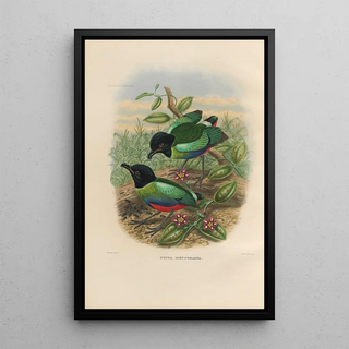 Daniel Giraud Elliot - A monograph of the Pittid or family of antthrushes Pl42.webp