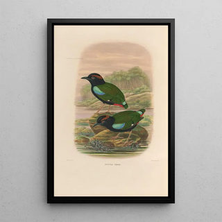 Daniel Giraud Elliot - A monograph of the Pittid or family of antthrushes Pl45.webp