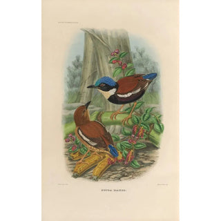 Daniel Giraud Elliot - A monograph of the Pittid or family of antthrushes Pl46.webp