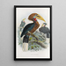 Aceros nepalensis - Daniel Giraud Elliot — gerahmtes Bild an der Wand