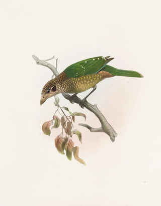 Daniel Giraud Elliot - Ailuraedus melanotus.webp