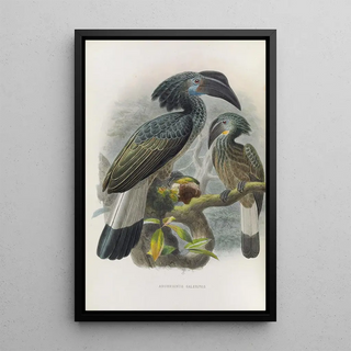 Daniel Giraud Elliot - Anorrhinus galeritus.webp