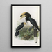 Anthracoceros malabaricus - Daniel Giraud Elliot — gerahmtes Bild an der Wand