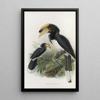 Daniel Giraud Elliot - Anthracoceros malabaricus.webp