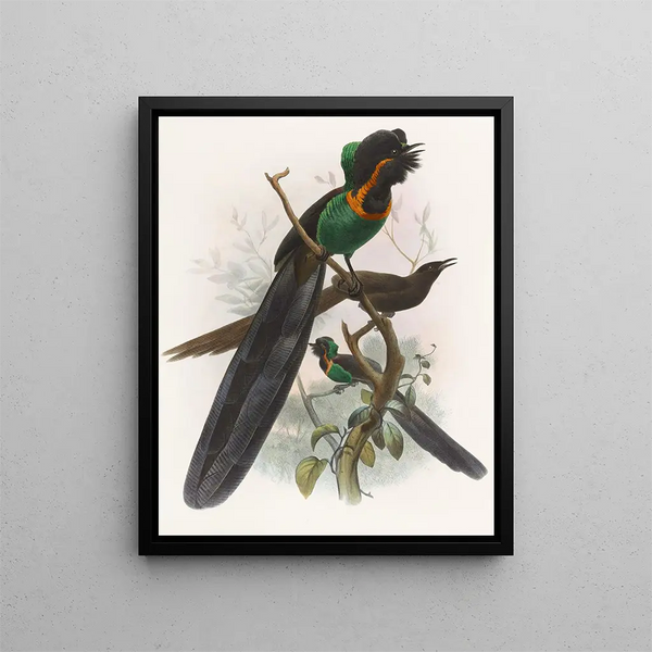 Astrapia nigra - Daniel Giraud Elliot — gerahmtes Bild an der Wand