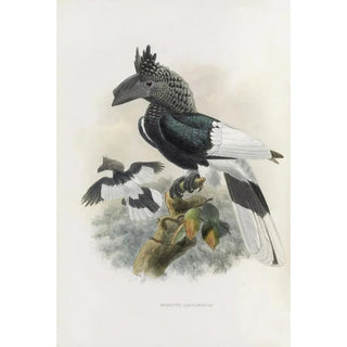 Daniel Giraud Elliot - Bycanistes subcylindricus.webp