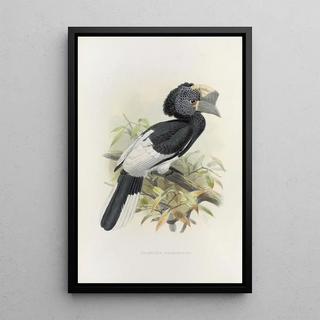 Daniel Giraud Elliot - Bycanistes subquadratus.webp