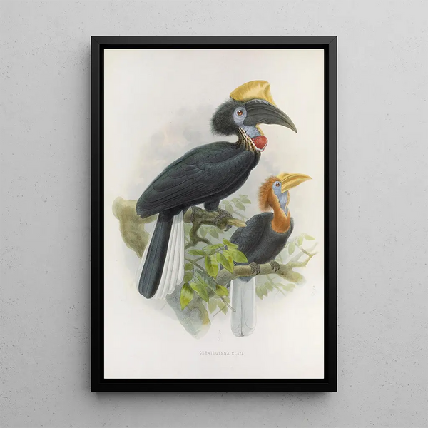 Ceratogymna elata - Daniel Giraud Elliot — gerahmtes Bild an der Wand