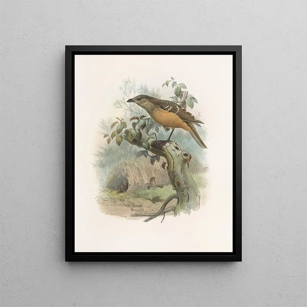Chlamydodera cerviniventris - Daniel Giraud Elliot — gerahmtes Bild an der Wand