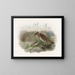Chlamydodera maculata - Daniel Giraud Elliot — gerahmtes Bild an der Wand