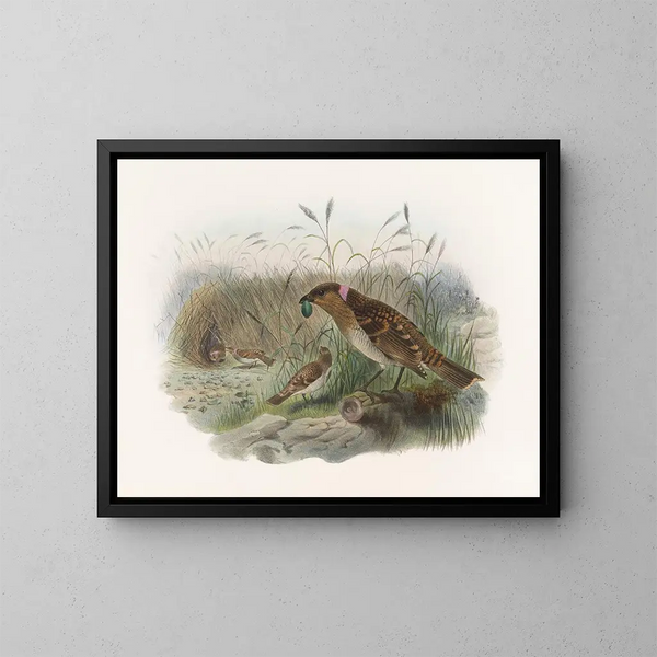 Chlamydodera maculata - Daniel Giraud Elliot — gerahmtes Bild an der Wand