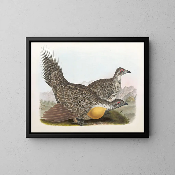 Coq des plaines - Daniel Giraud Elliot — gerahmtes Bild an der Wand