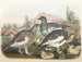 Lagopède alpin - Daniel Giraud Elliot — Ansicht des Kunstwerks