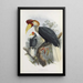 Cranorrhinus cassidix - Daniel Giraud Elliot — gerahmtes Bild an der Wand