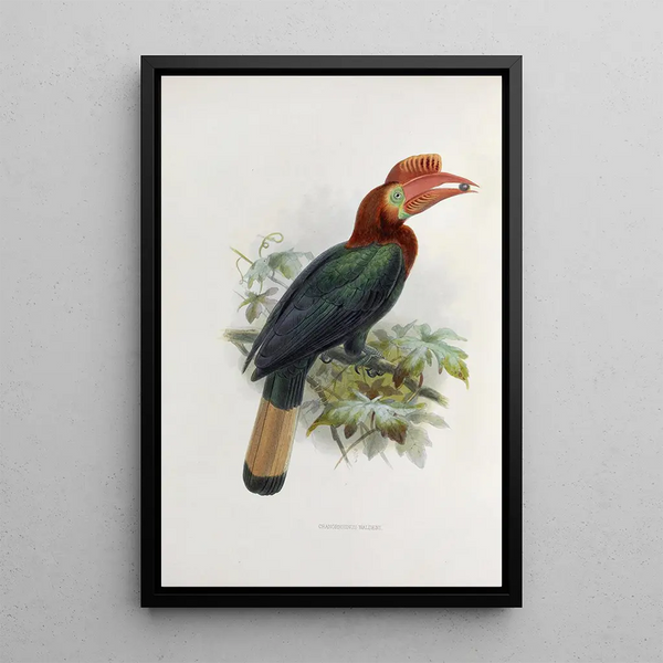 Cranorrhinus waldeni - Daniel Giraud Elliot — gerahmtes Bild an der Wand