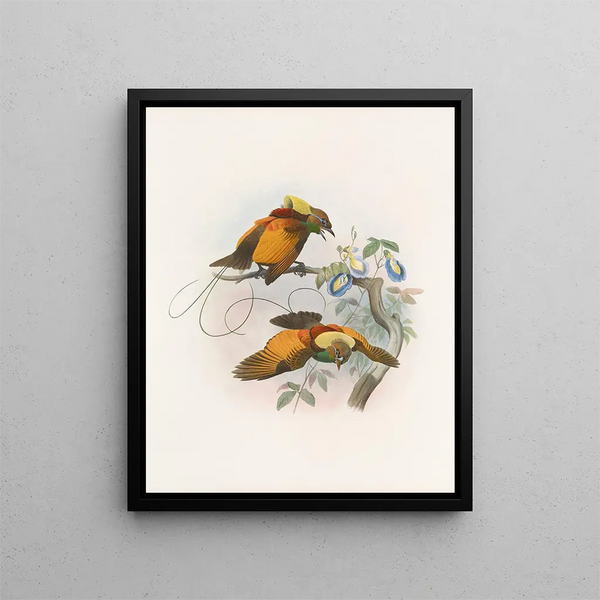 Diphyllodes chrysoptera - Daniel Giraud Elliot — gerahmtes Bild an der Wand