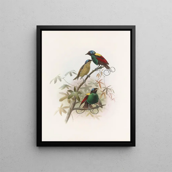 Republik der Diphyllodes - Daniel Giraud Elliot — gerahmtes Bild an der Wand