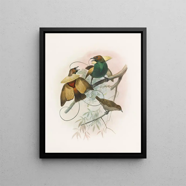Diphyllodes magnifica - Daniel Giraud Elliot — gerahmtes Bild an der Wand