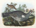 Gélinotte huppée - Daniel Giraud Elliot — Ansicht des Kunstwerks