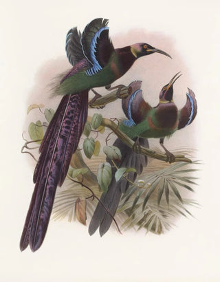 Daniel Giraud Elliot - Epimachus Ellioti.webp