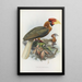 Hydrocorax semigaleatus - Daniel Giraud Elliot — gerahmtes Bild an der Wand