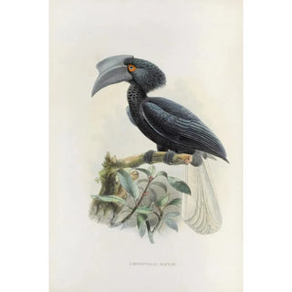 Daniel Giraud Elliot - Limonophalus montani.webp