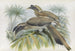 Lophoceros birostris - Daniel Giraud Elliot — Ansicht des Kunstwerks
