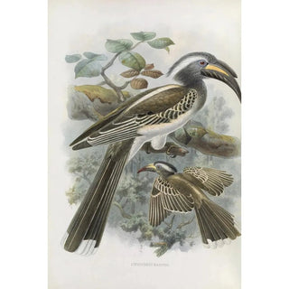 Daniel Giraud Elliot - Lophoceros nasutus.webp