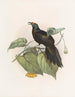 Paradigalla carunculata - Daniel Giraud Elliot — Ansicht des Kunstwerks