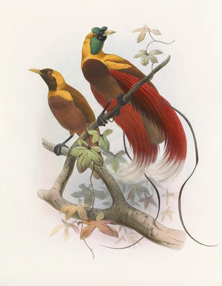 Daniel Giraud Elliot - Paradisea sanguinea.webp