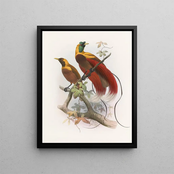 Paradisaea sanguinea - Daniel Giraud Elliot — gerahmtes Bild an der Wand