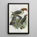 Penelopides manillae - Daniel Giraud Elliot — gerahmtes Bild an der Wand