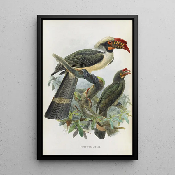 Penelopides manillae - Daniel Giraud Elliot — gerahmtes Bild an der Wand