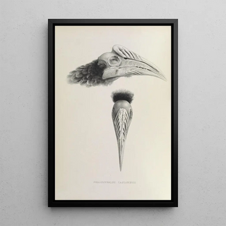 Daniel Giraud Elliot - Pholidophalus casuarinus.webp