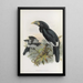 Pholidophalus fistulator - Daniel Giraud Elliot — gerahmtes Bild an der Wand