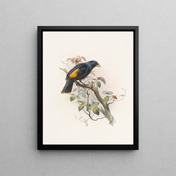 Ptilonorhynchus rawnsleyi - Daniel Giraud Elliot — gerahmtes Bild an der Wand
