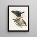 Alberti Ptiloris - Daniel Giraud Elliot — gerahmtes Bild an der Wand