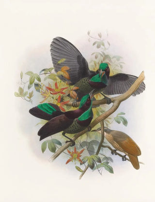 Daniel Giraud Elliot - Ptiloris Victorie.webp
