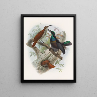 Daniel Giraud Elliot - Ptiloris magnificus.webp