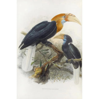 Daniel Giraud Elliot - Rhytidoceros plicatus.webp