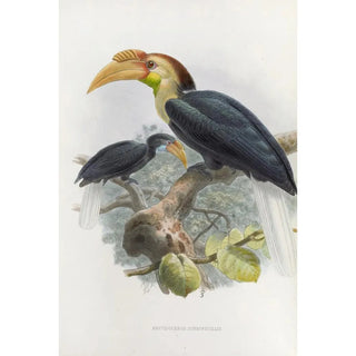 Daniel Giraud Elliot - Rhytidoceros subruficollis.webp