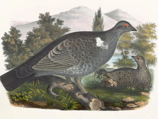 Grouse de Richardson - Daniel Giraud Elliot — Ansicht des Kunstwerks