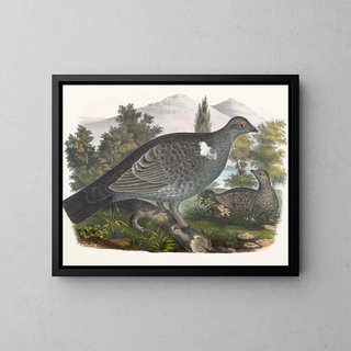 Grouse de Richardson - Daniel Giraud Elliot — gerahmtes Bild an der Wand