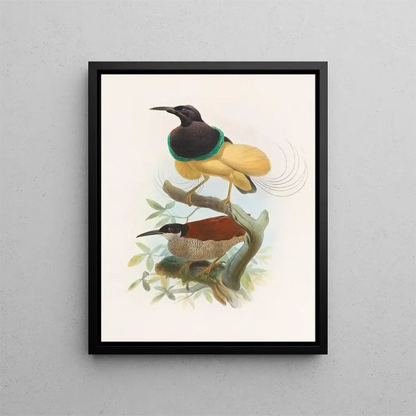 Séleucides alba - Daniel Giraud Elliot — gerahmtes Bild an der Wand
