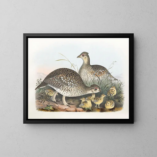 Daniel Giraud Elliot - SharpTailed Grouse.webp