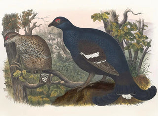 Daniel Giraud Elliot - The Black Grouse.webp